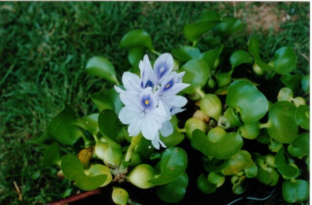 Eichhornia Crassipes